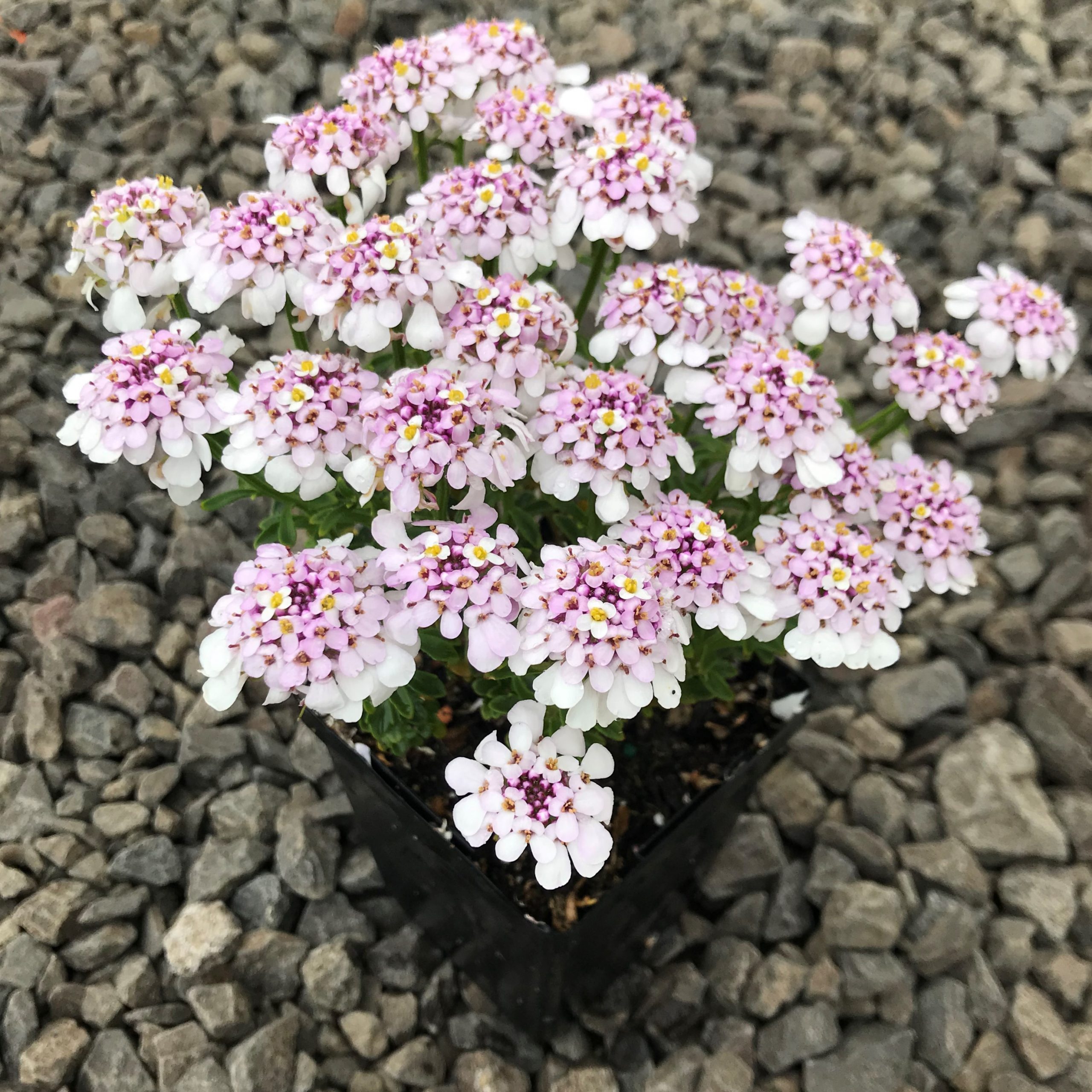 Iberis sempervirens 'Pink Ice'